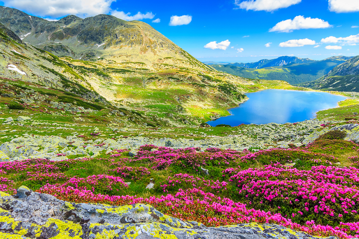 Alpine Flower Valley