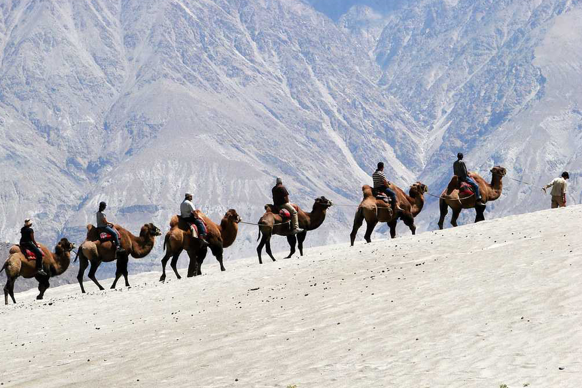 Camel Safari Nubra