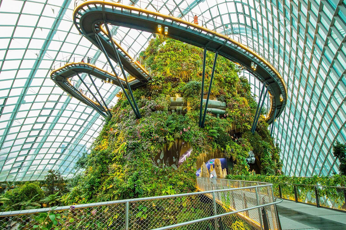Cloud Forest