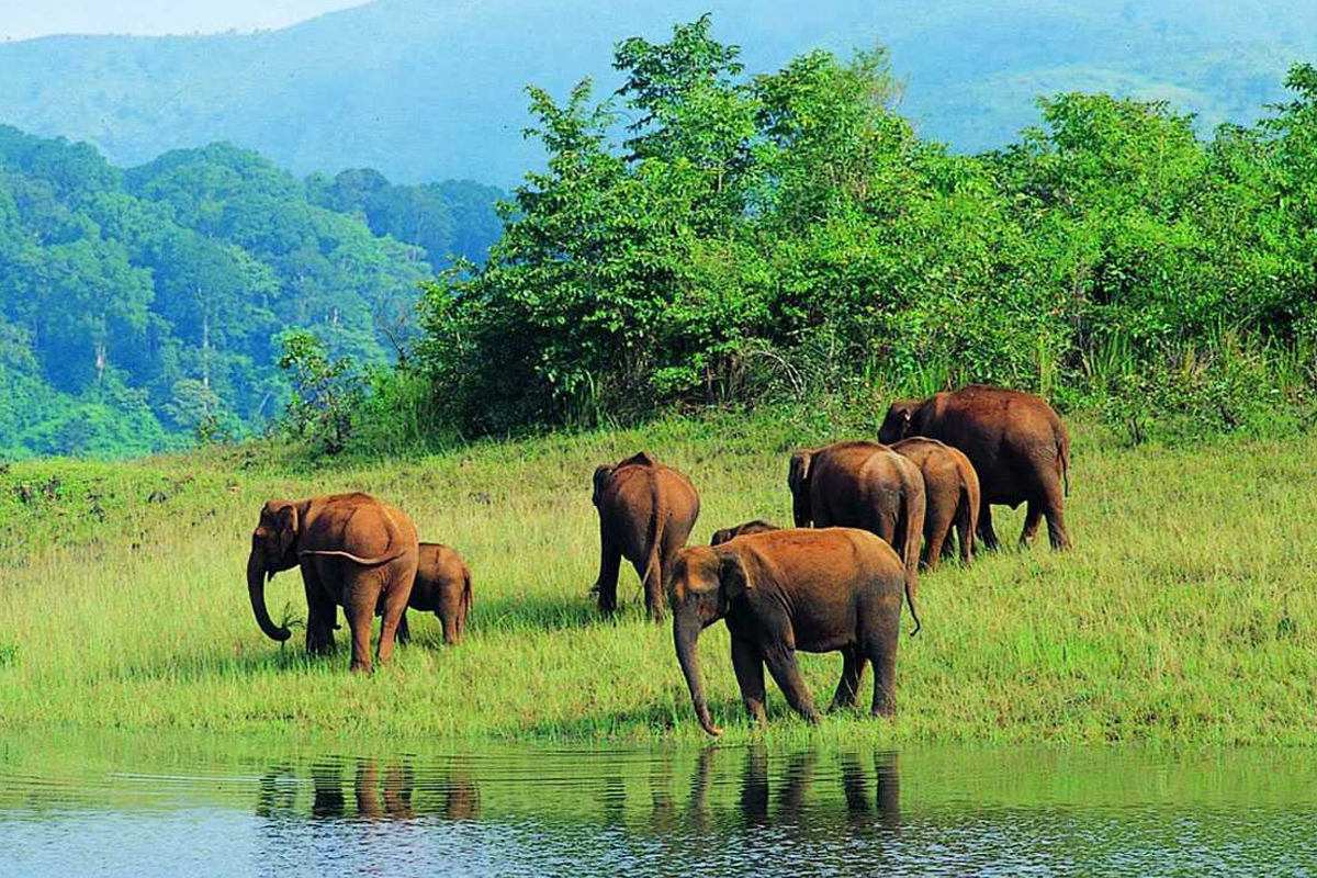 Periyar Wildlife Sanctuary