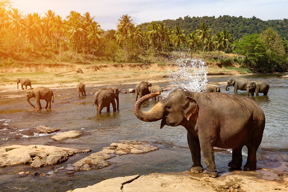 Pinnawala Elephant Orphanage