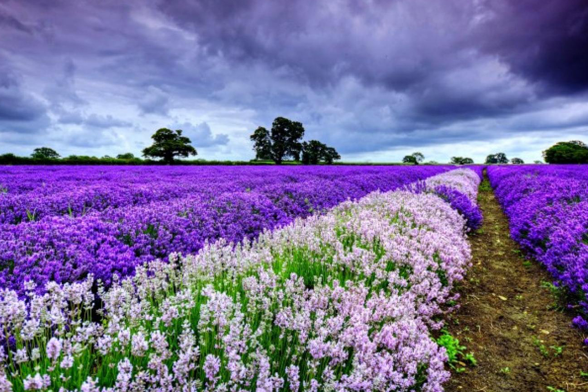 Saffron Fields Pahalgam