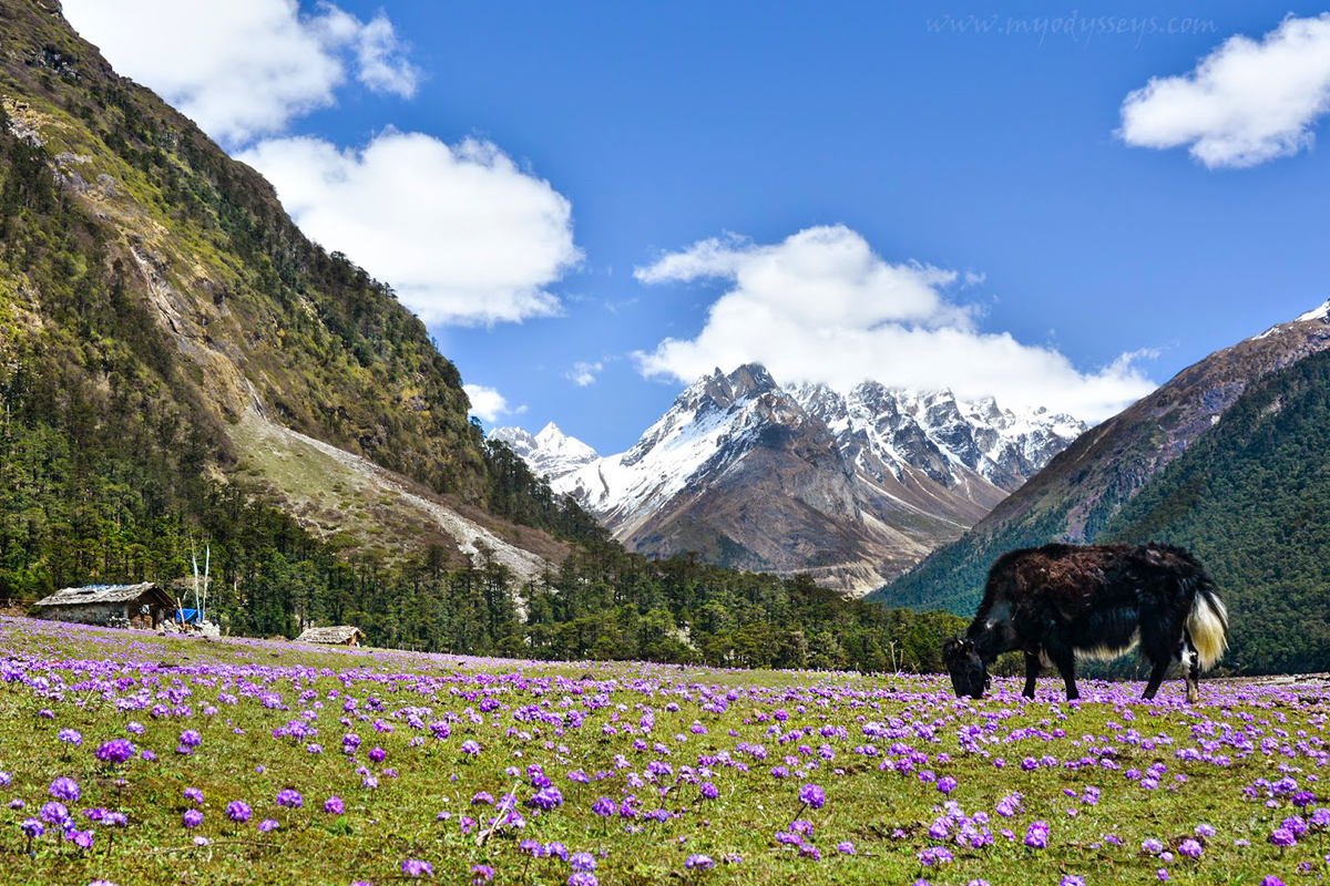 Yumthang Valley